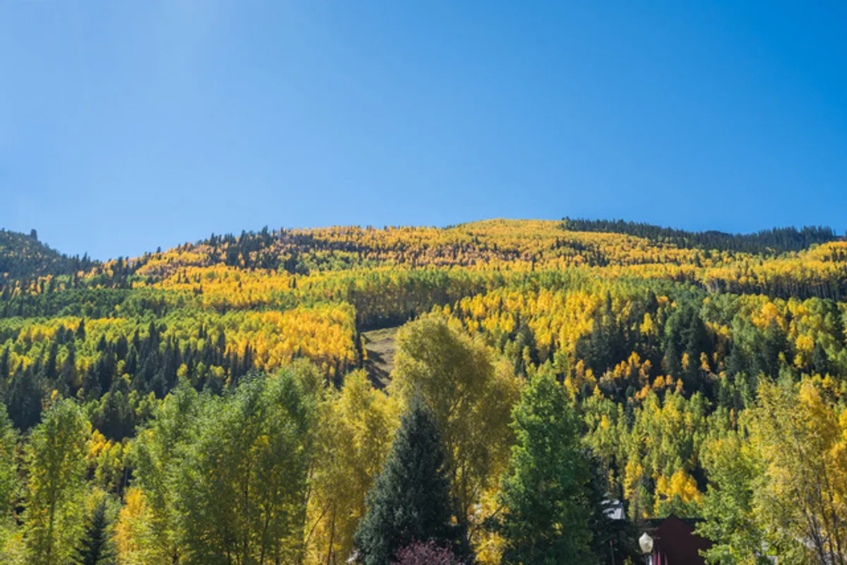 A landscape bursting with vibrant yellow autumn foliage and lush green pine trees, set beneath a bright blue sky. The inviting trail invites exploration, perfectly evoking the tranquility and wonder of Telluride’s natural surroundings.