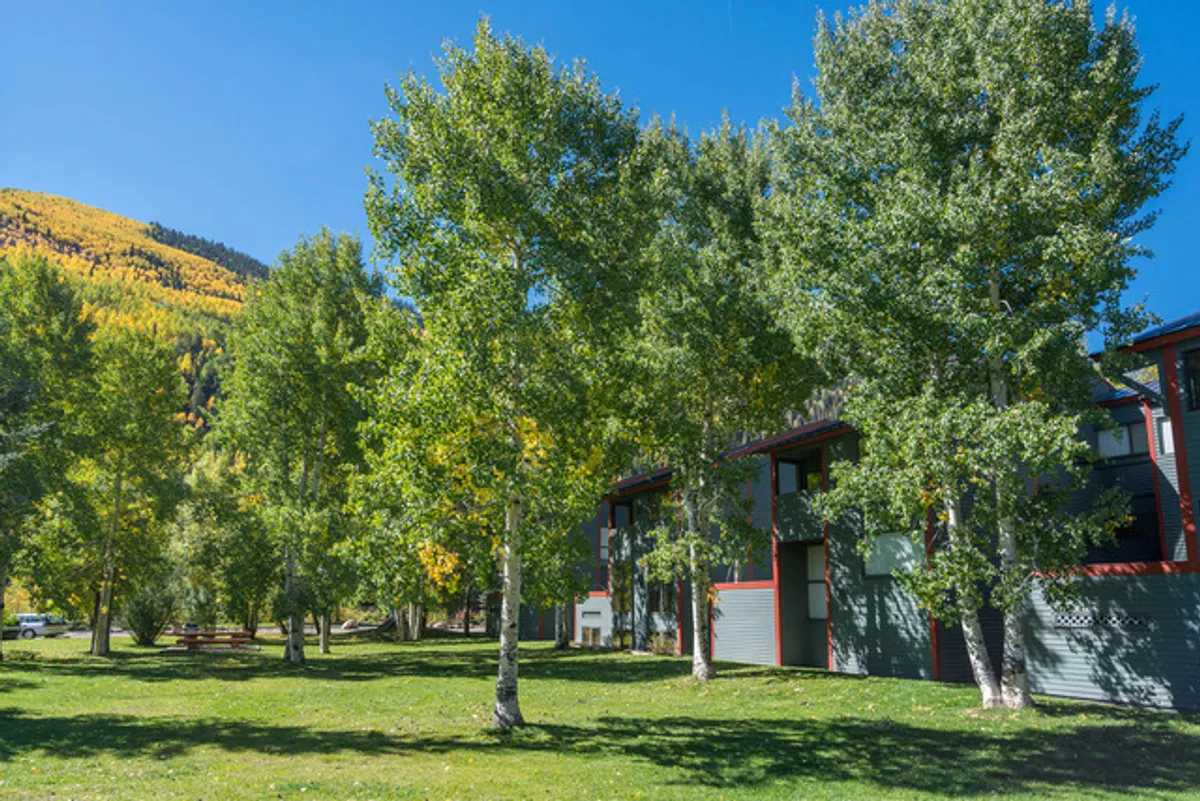 An outdoor scene with lush green trees, a spacious grassy area, colorful mountains in the background, and a modern building that likely houses shared amenities. The open green space is inviting for picnics, grilling, or simply enjoying the outdoors with others.